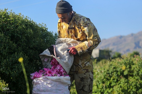 جشنواره گل محمدی در میمند فارس