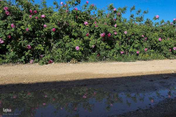 جشنواره گل محمدی در میمند فارس