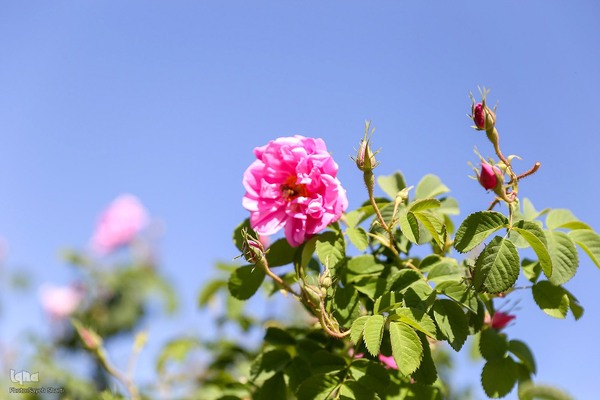 جشنواره گل محمدی در میمند فارس
