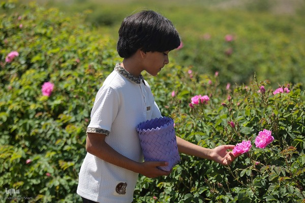 جشنواره گل محمدی در میمند فارس