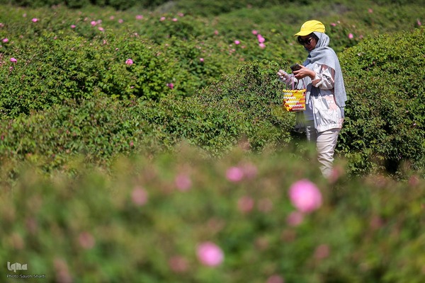 جشنواره گل محمدی در میمند فارس