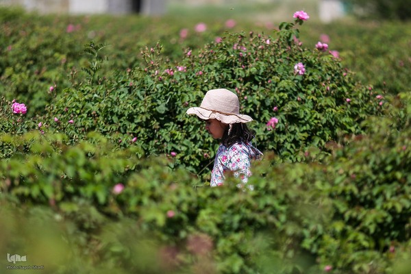 جشنواره گل محمدی در میمند فارس