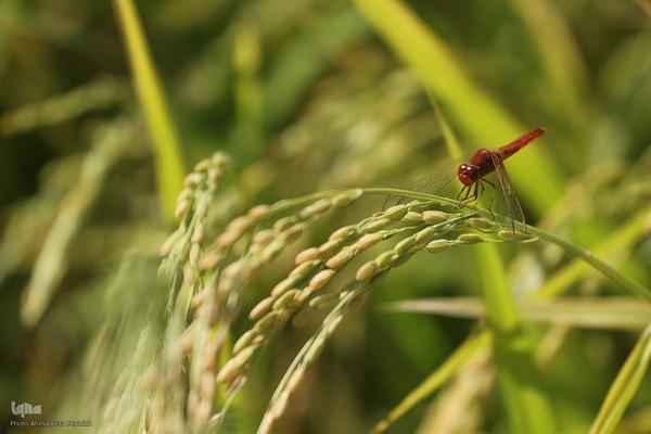 برداشت شلتوک از مزارع برنج در فارس‎