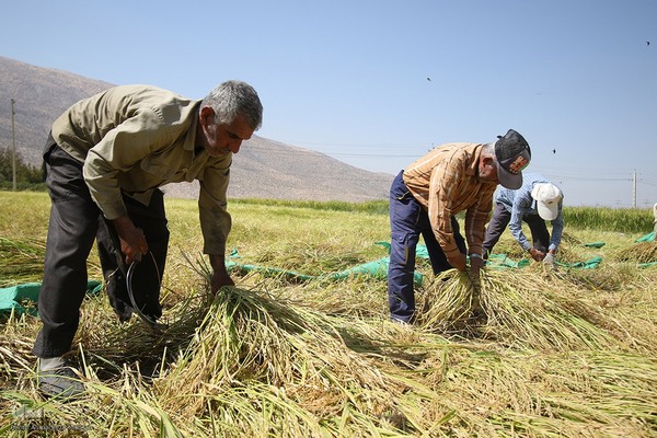 برداشت شلتوک از مزارع برنج در فارس‎