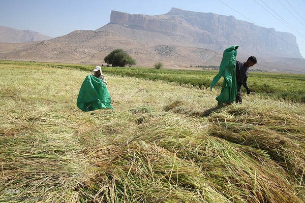 برداشت شلتوک از مزارع برنج در فارس‎