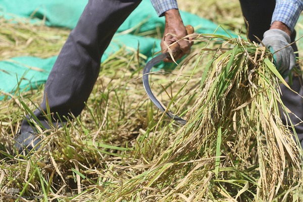 برداشت شلتوک از مزارع برنج در فارس‎