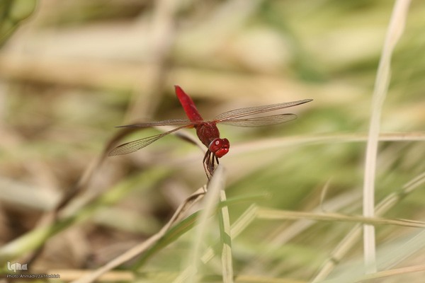 برداشت شلتوک از مزارع برنج در فارس‎