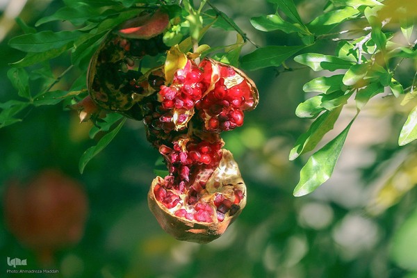 برداشت انارِ «قصردشت» شیراز‎