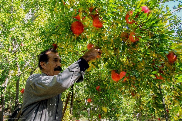 برداشت انارِ «قصردشت» شیراز‎