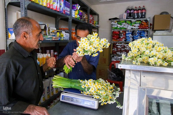 برداشت گل نرگس از روستای بالاشهر شهرستان خفر