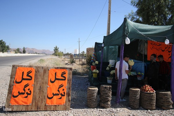 برداشت گل نرگس از روستای بالاشهر شهرستان خفر