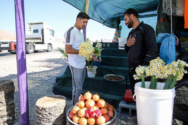 برداشت گل نرگس از روستای بالاشهر شهرستان خفر