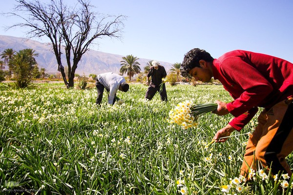 برداشت گل نرگس از روستای بالاشهر شهرستان خفر