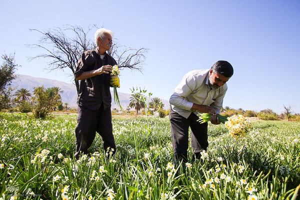 برداشت گل نرگس از روستای بالاشهر شهرستان خفر