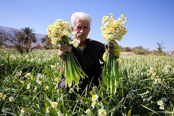 برداشت گل نرگس از روستای بالاشهر شهرستان خفر