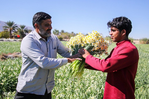 برداشت گل نرگس از روستای بالاشهر شهرستان خفر