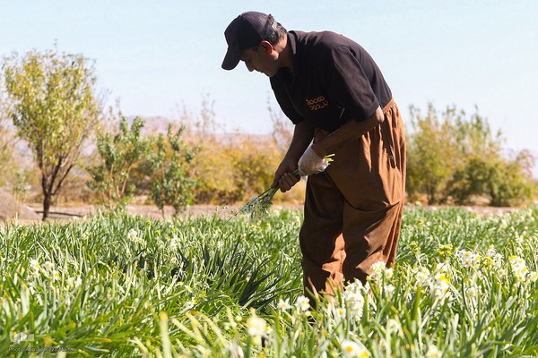برداشت گل نرگس از روستای بالاشهر شهرستان خفر