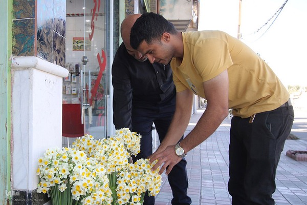 برداشت گل نرگس از روستای بالاشهر شهرستان خفر