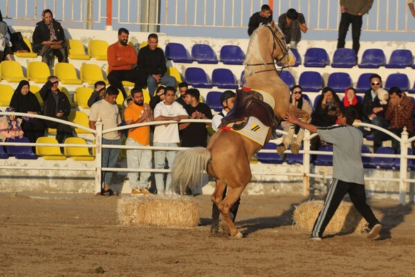 جشنواره زیبایی اسب اصیل ایرانی در استان فارس