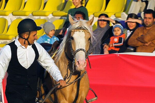 جشنواره زیبایی اسب اصیل ایرانی در استان فارس