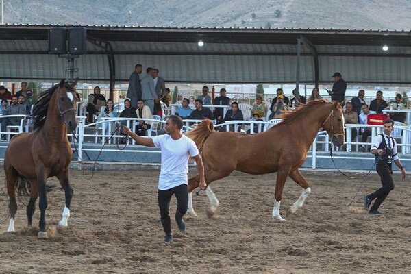 جشنواره زیبایی اسب اصیل ایرانی در استان فارس