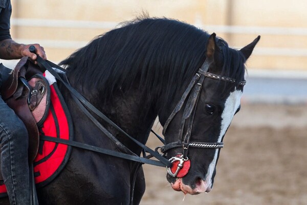 جشنواره زیبایی اسب اصیل ایرانی در استان فارس