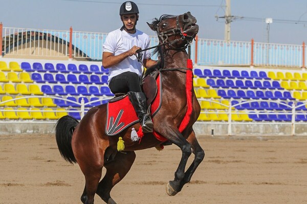 جشنواره زیبایی اسب اصیل ایرانی در استان فارس