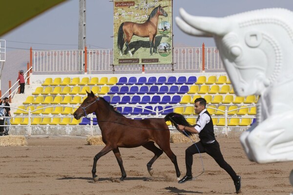جشنواره زیبایی اسب اصیل ایرانی در استان فارس