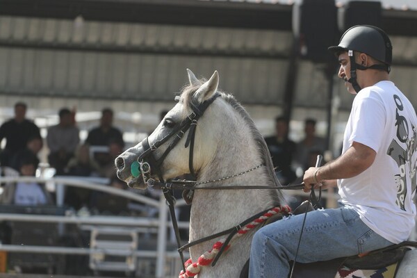 جشنواره زیبایی اسب اصیل ایرانی در استان فارس