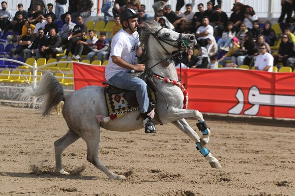 جشنواره زیبایی اسب اصیل ایرانی در استان فارس