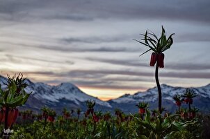 Dataran Tulip Terbalik di Kuhrang(Gunung warna)