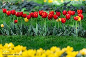 Pesta bunga Tulip Karaj ke-8 + Gambar