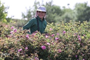 Сбор роз Мохаммади и производство розовой воды в Мейманде, Фарс