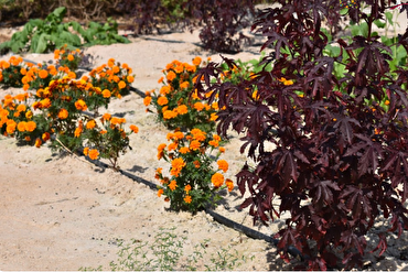 Katar Kur’an Bahçesi’nin boya bitkisi bahçesinin geliştirilmesine katkıları